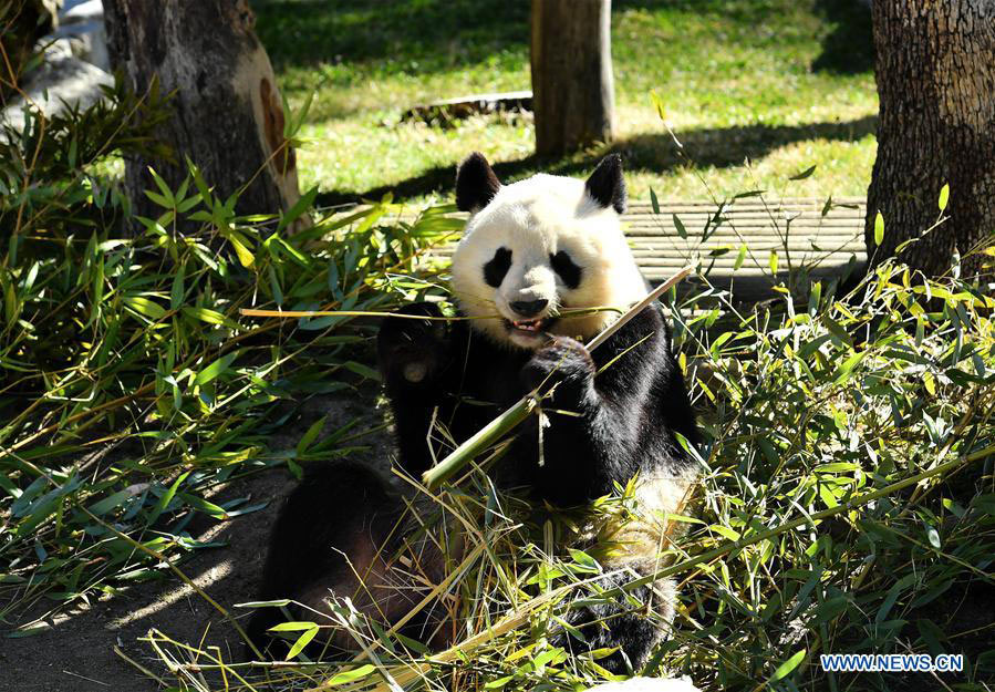  Photo taken on Feb 23, 2018 shows a giant panda in Zoo Aquarium in Madrid, Spain. Former Spanish Queen Sofia, accompanied by Chinese Ambassador to Madrid Lyu Fan, on Friday presided over a symbolic signature of an extension agreement between Spain and China over the loan and conservation project of the giant pandas. [Photo/Xinhua] 