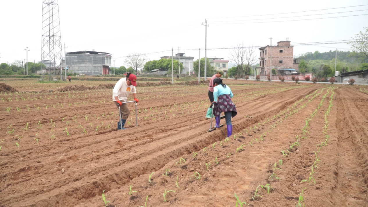 農戶正在基地作業（張建/攝）