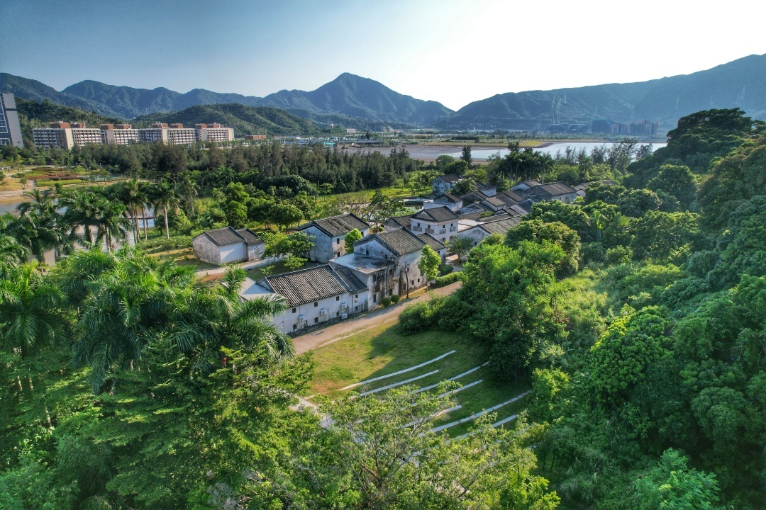 深圳市壩光銀葉古樹群