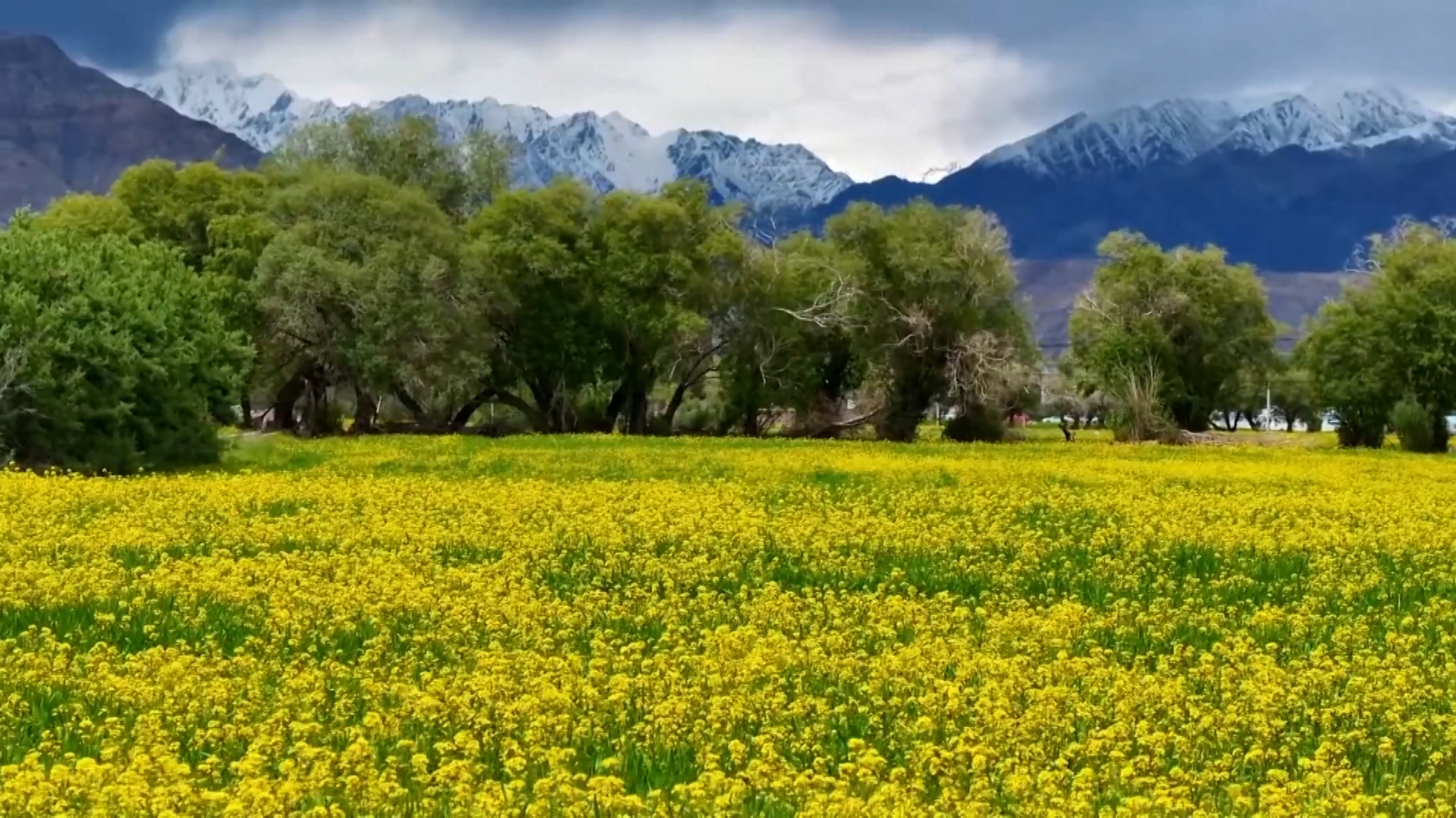 Vibrant rapeseed blossoms blanket Pamir Plateau in Xinjiang