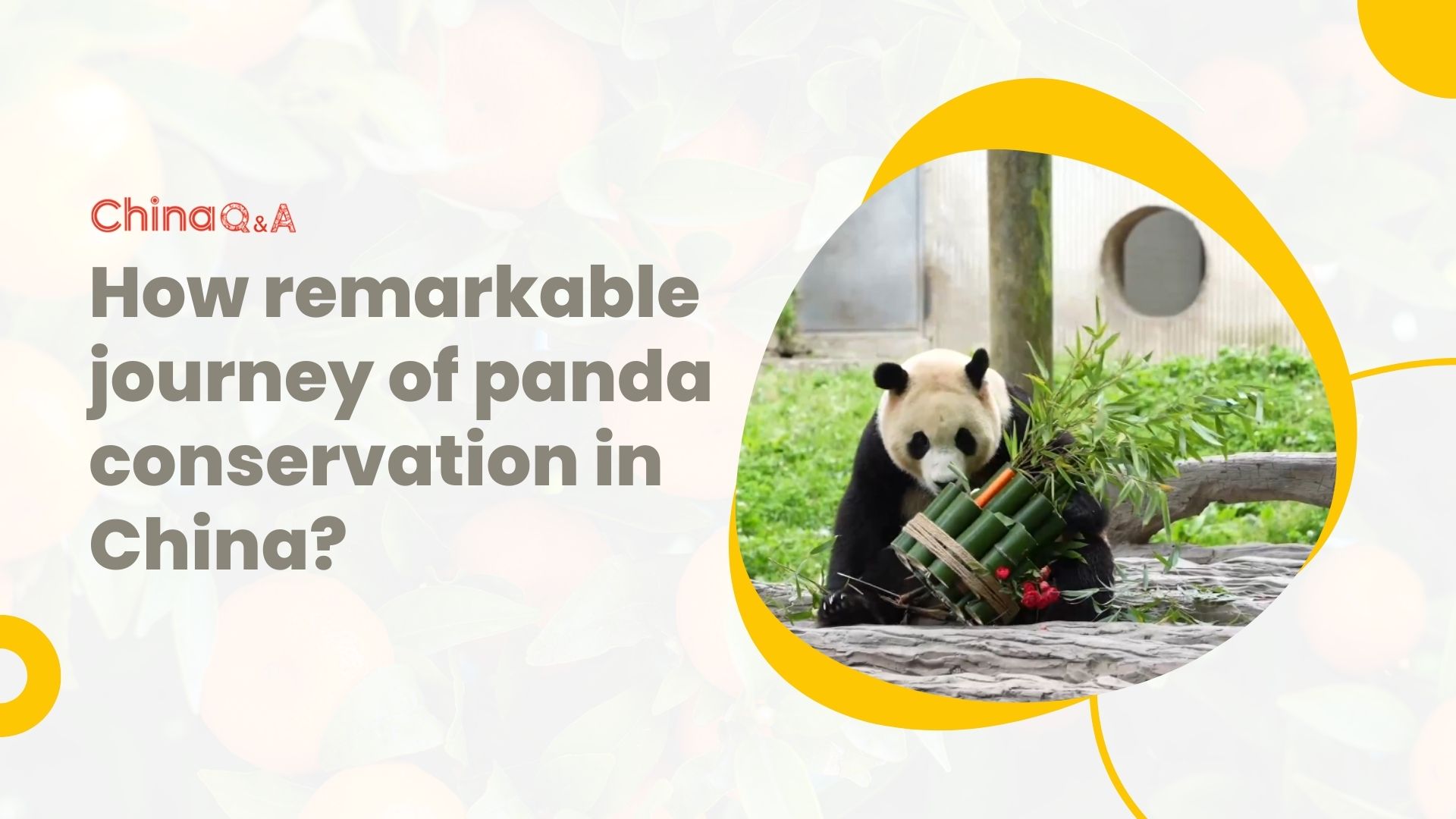 How is the remarkable conservation journey of China's national treasures to global adoration?