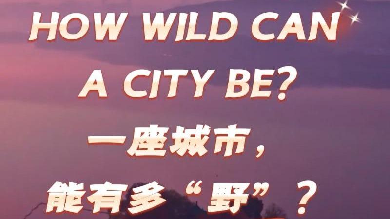 How Wild Can a City Be?