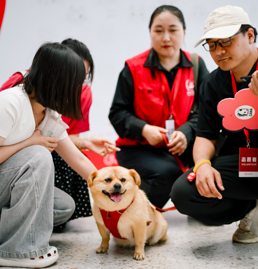 （資料圖。療愈犬與志願者互動，人寵和諧相處充滿暖意。圖片來源於首都愛護動物協會。）